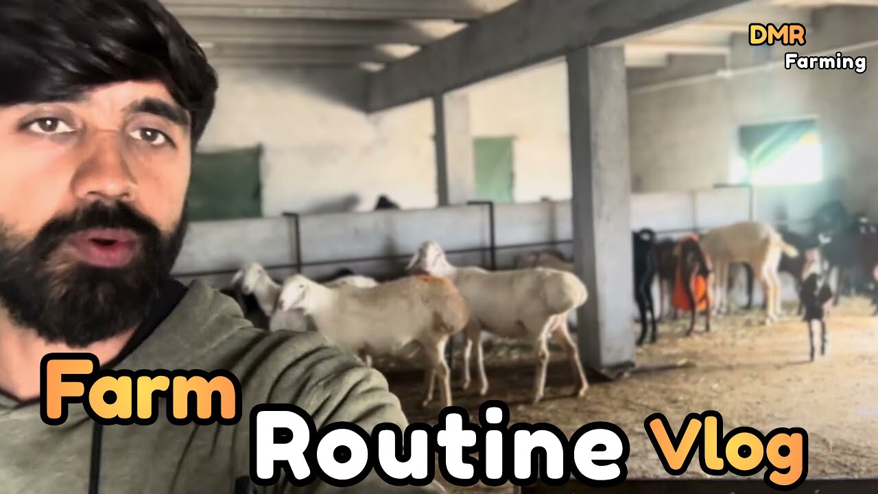 Daily Farm Routine 🐑 | DMR Farming Life | Deera Mehria Rizvia Vlog 