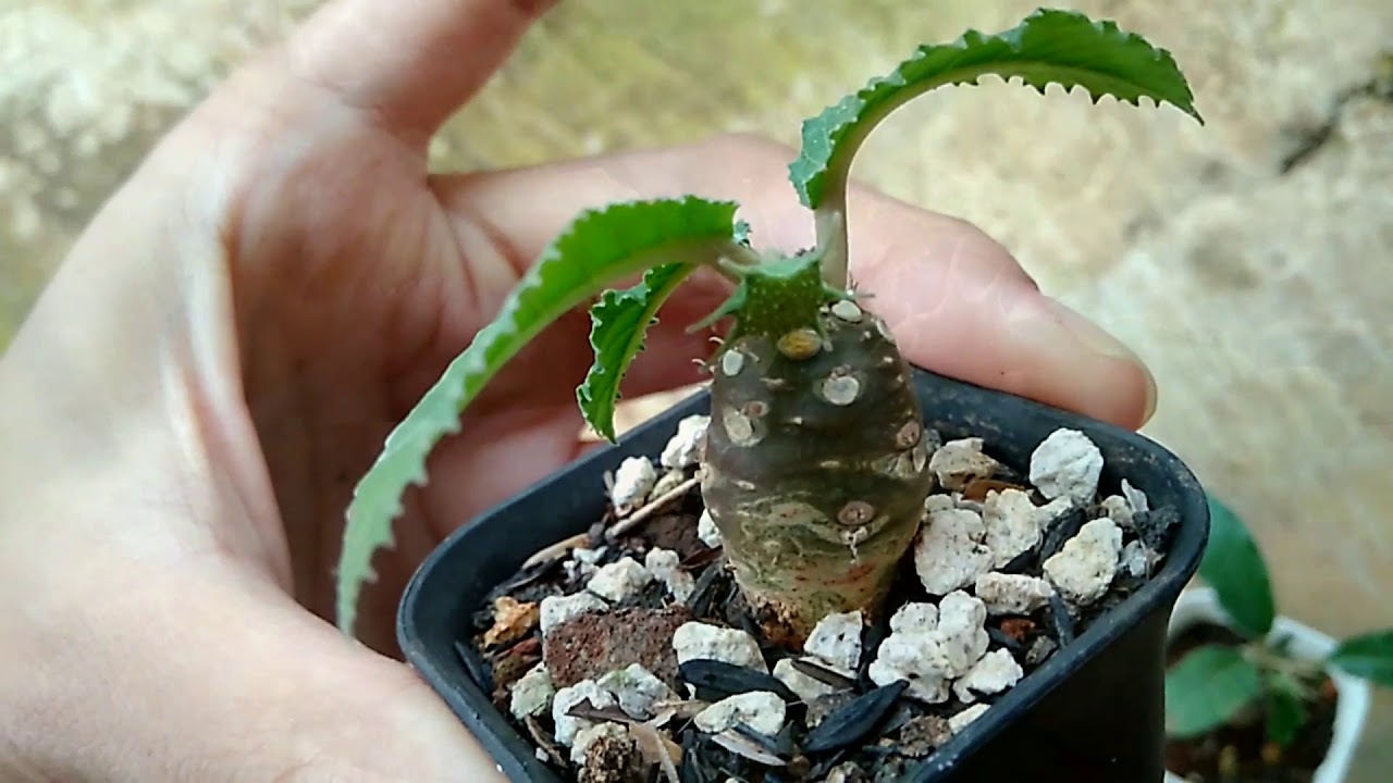 Polinasi Dorstenia hingga jadi Biji! | #Dorstenia06