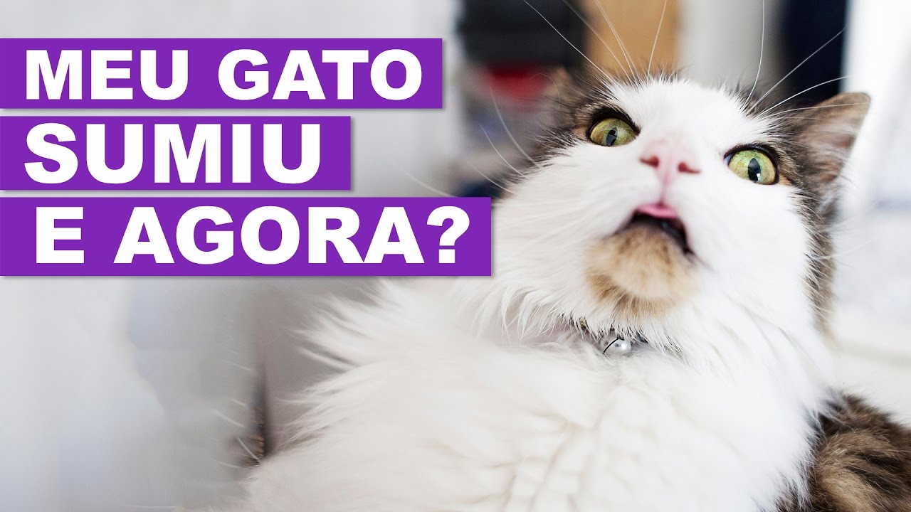MEU GATO SUMIU, E AGORA?
