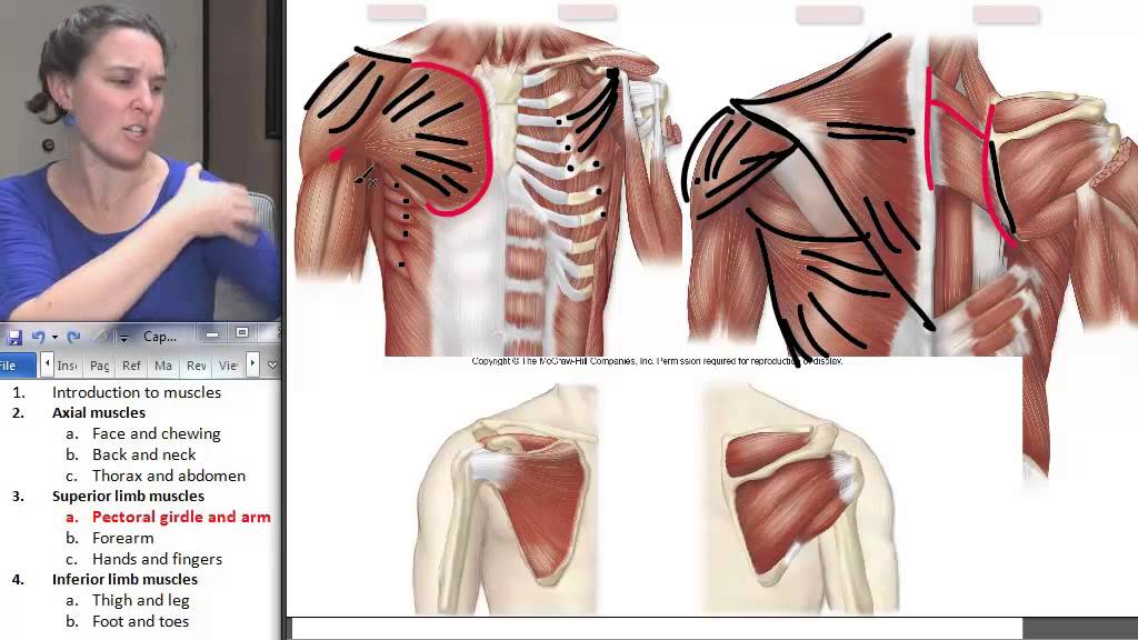 Pectoral Girdle Muscles ☆ Human Anatomy Course