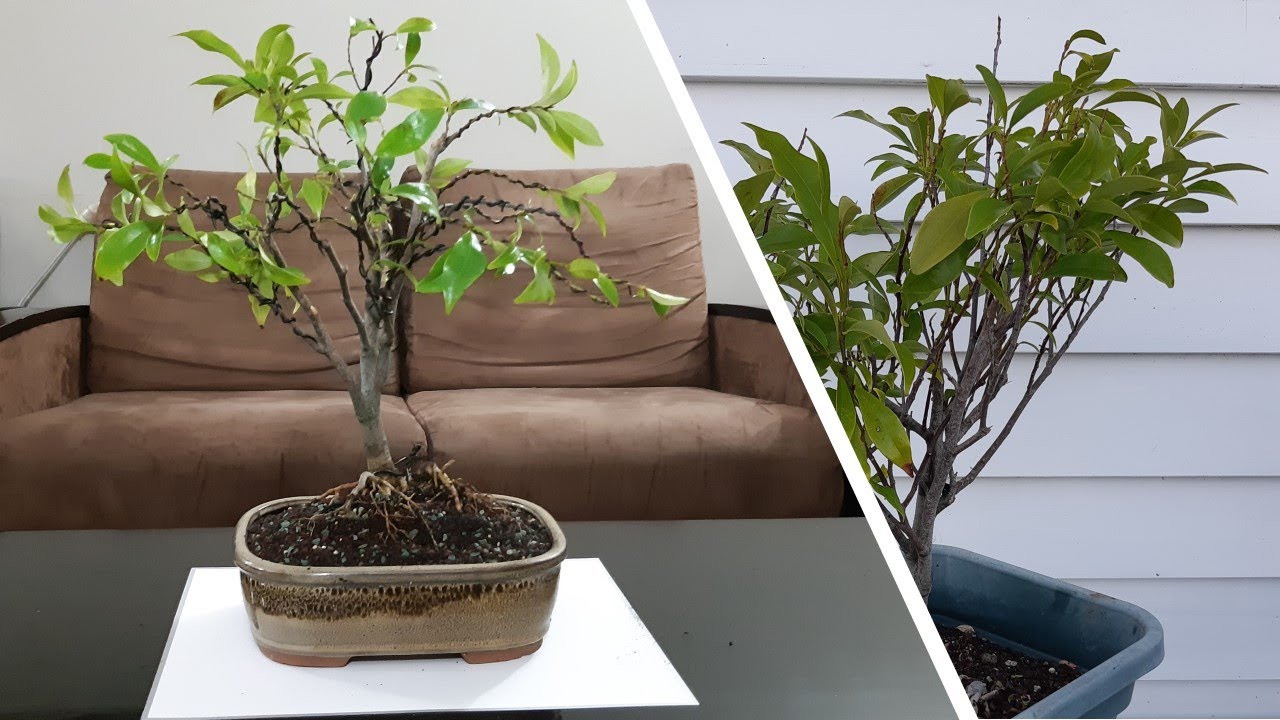 How to create bonsai from magnolia plant