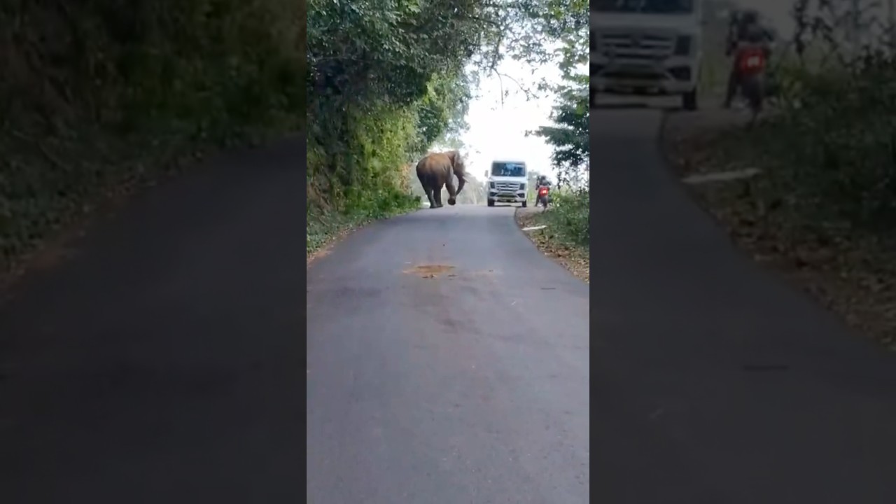 🐘 Athirapilly to  Valpara Adventure Gone Wild! Elephant Attack 🌿 #ElephantEncounter #traveldiaries