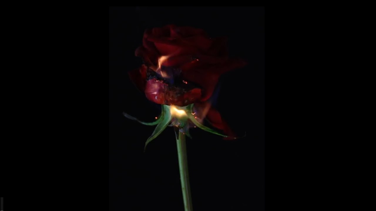 Innoculati - Ner Joy In Wait (Official Video)