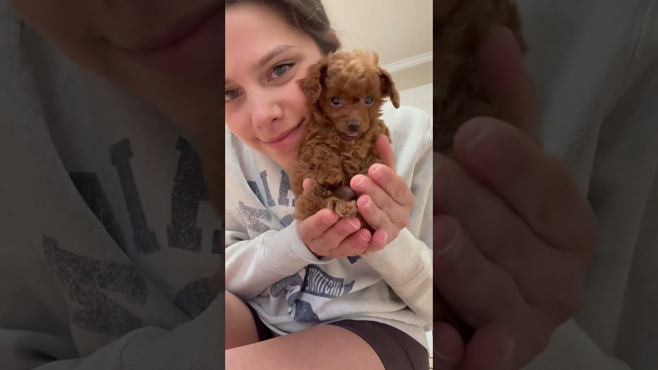 Morning Routine with New Pup 🌅