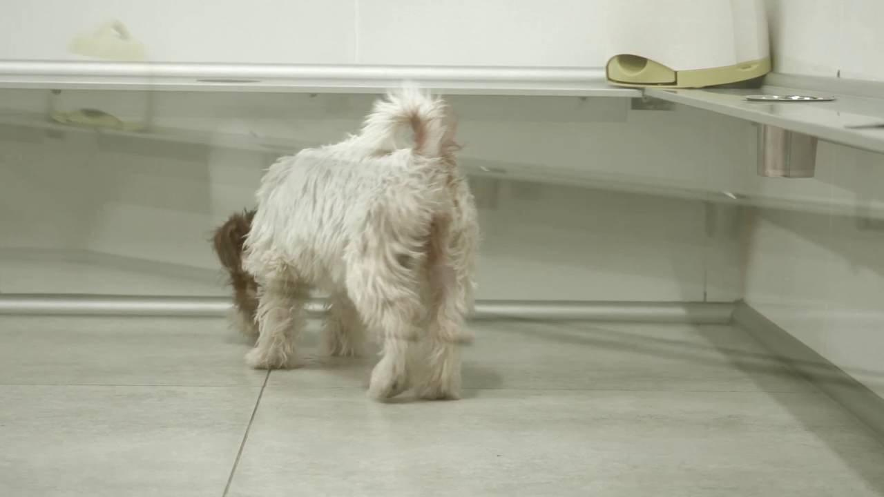 CANEM perros de alerta médica