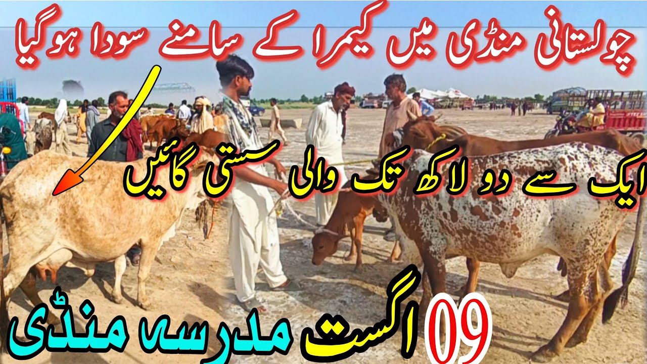 MADRASSA COW MANDI FRESH UPDATE || Sahiwal Cholistani Gay | Dairy Farming Cattle | Live Deale Don