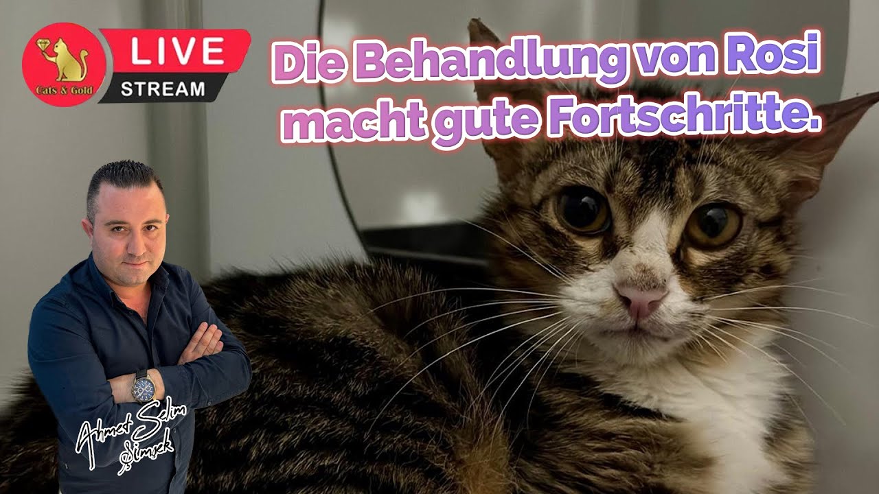 Die Behandlung von Rosi macht gute Fortschritte.