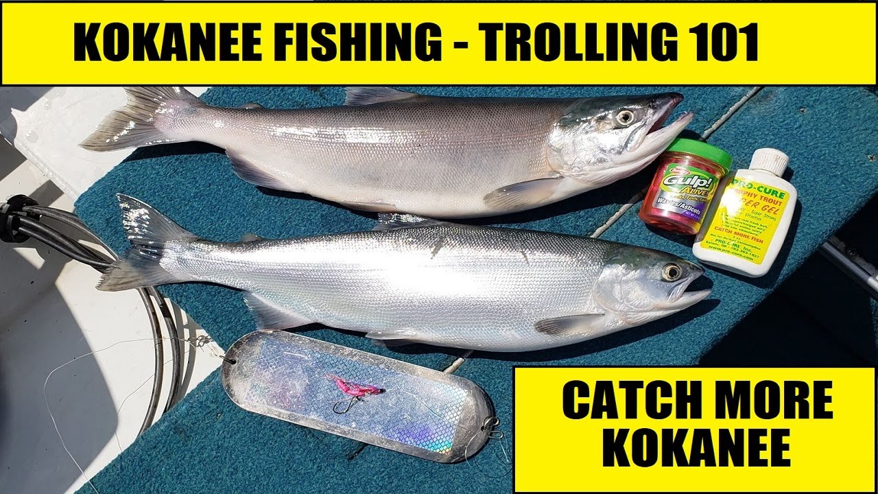 How to Catch Kokanee Salmon Trolling Gear Tips
