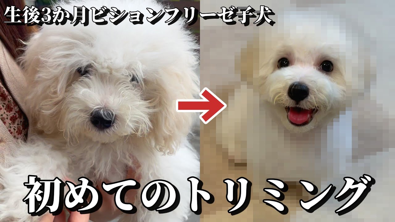 【子犬お迎え】生後3か月のビションフリーゼの子犬。初めてのトリミングで別の犬になって帰ってきた。