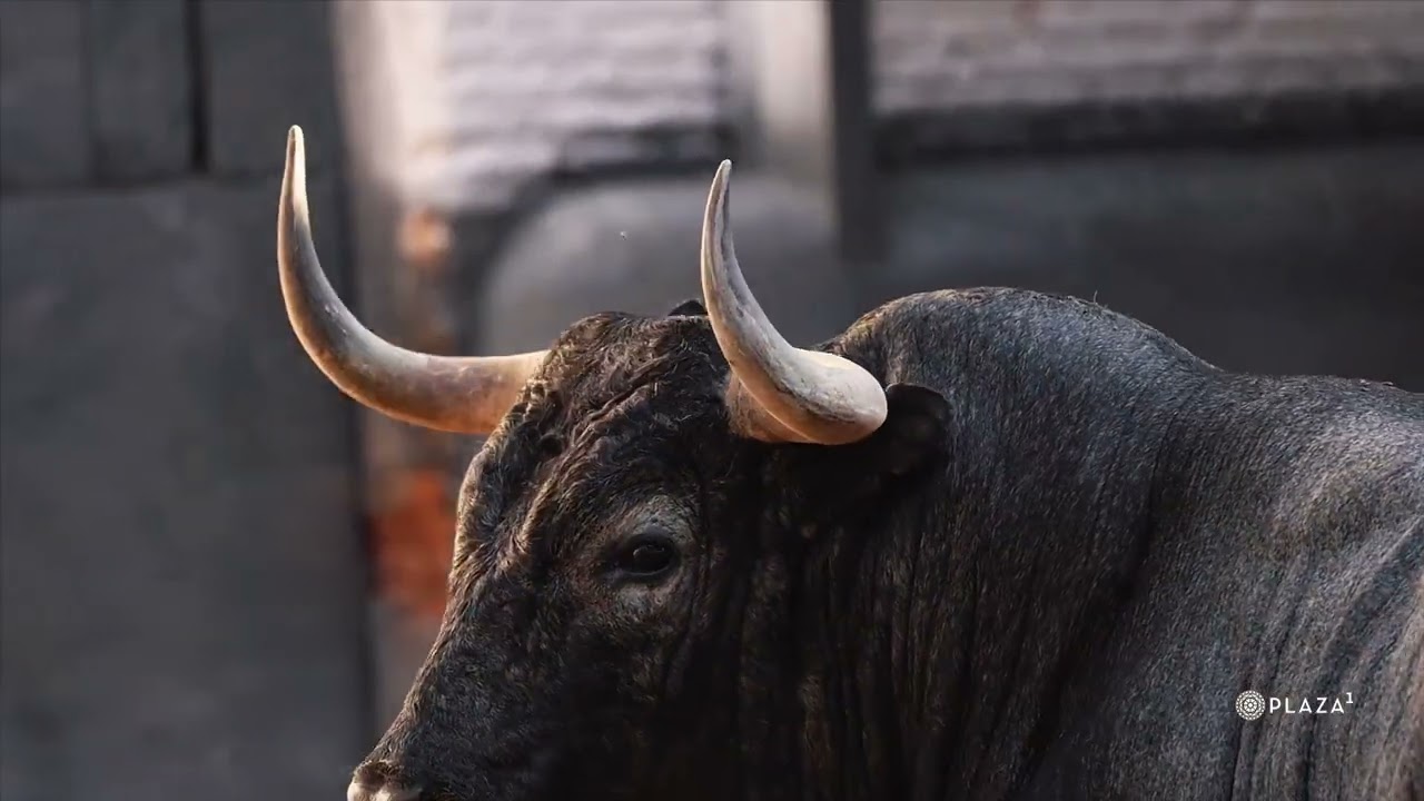 Desembarque toros José Escolar y Rehuelga