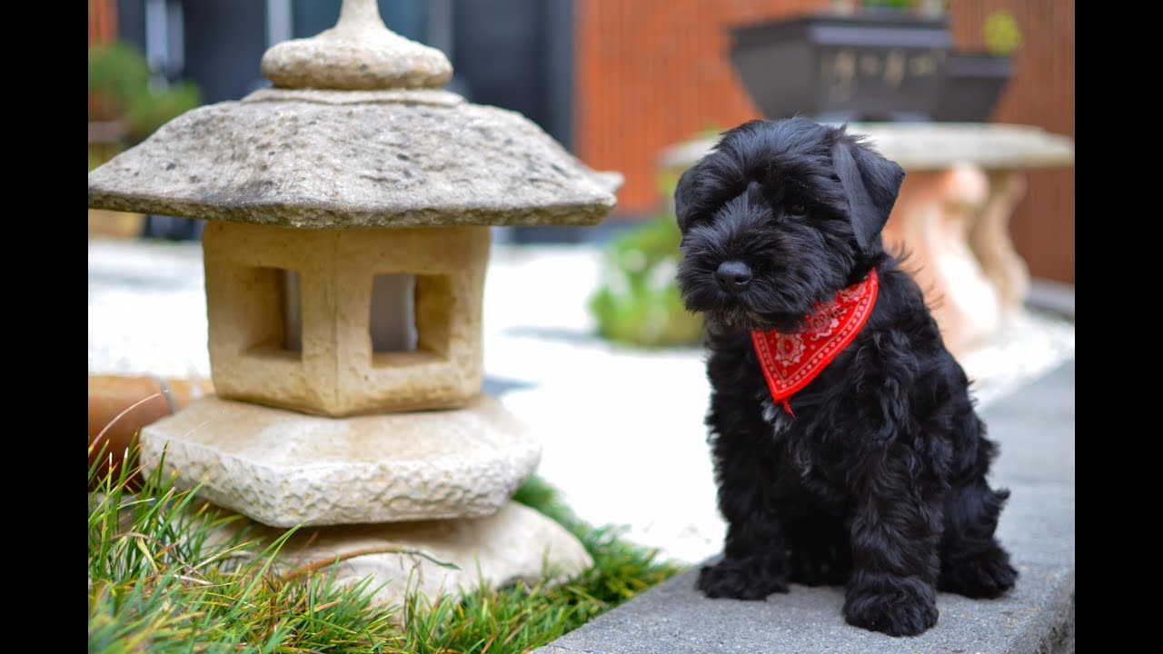 Black Miniature Schnauzer Puppy First Day Home - Winston