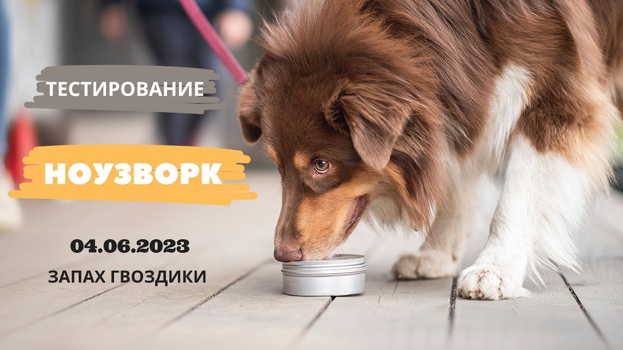 НОУЗВОРК тестирование на запах гвоздики 04.06.2023