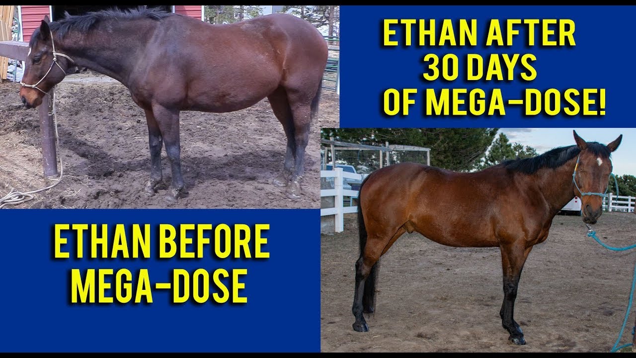 Finding The Best Supplement For My Horse - Mega-Dose Supplement For Horses Review