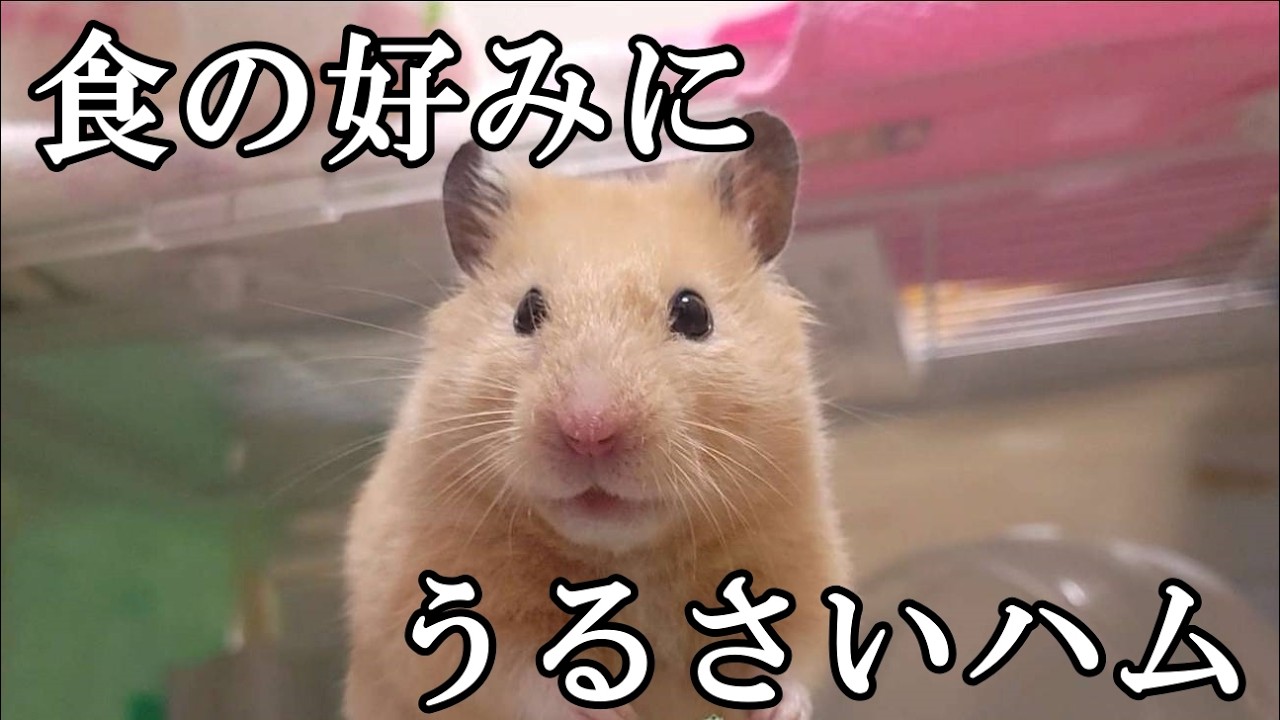 食にうるさいハムスターを飼っています