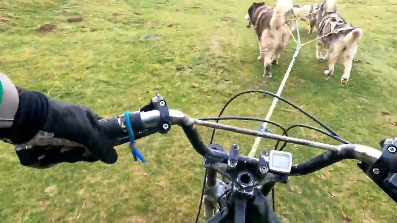 Première sortie kart pour Anouk, le nouveau Malamute d'Alaska de la Team