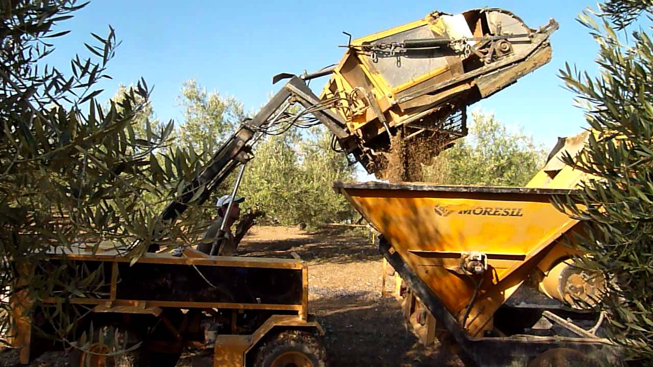 Limpiando aceituna con el tromer COSECHA 2011-2012