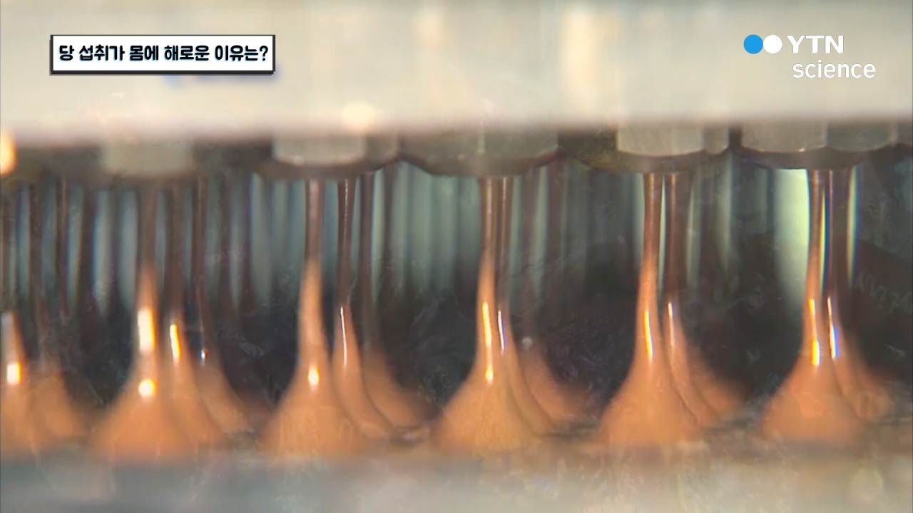당 섭취가 몸에 해로운 이유는? / YTN 사이언스