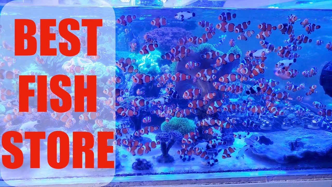Best fish store in Atlanta: LOCAL FISH STORE TOUR part 2