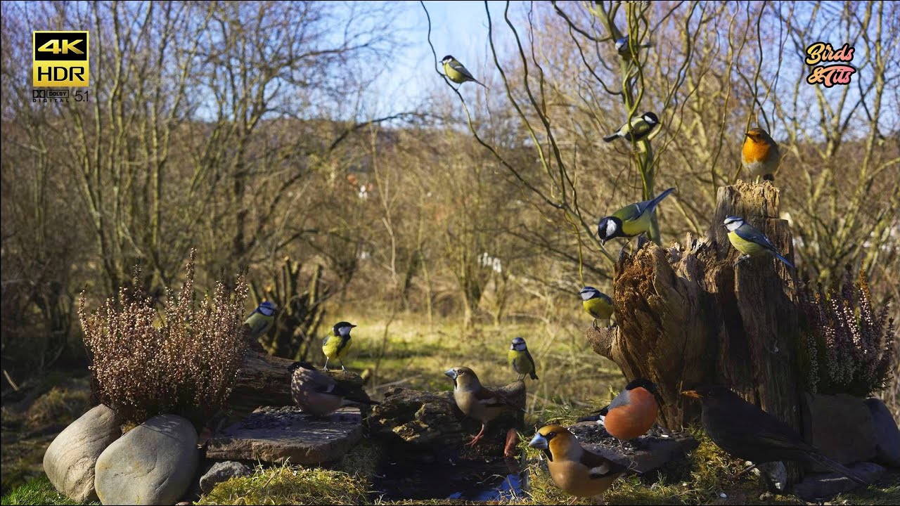 Birds for Cats to watch: Cat tv 😻Afternoon with Birds on feeder  🐦 4K HDR  🐶 PET tv