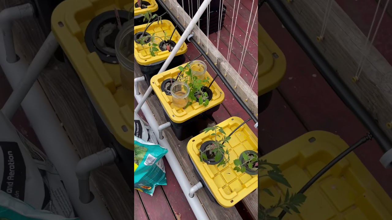 Bato Bucket Dutch Bucket outdoor setup. Western Washington #garden #gardening #hydroponics #pnw