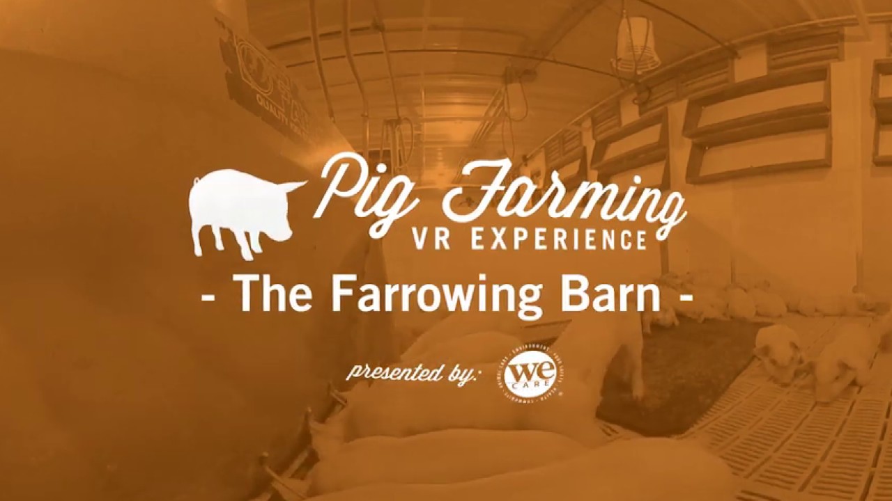 The Farrowing Barn: Pig Farming VR Experience