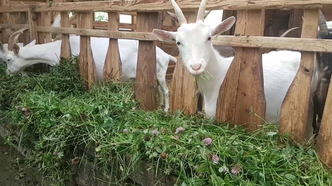 Bio-Pionier im Saarland. Martinshof seit 1984 Bioland-Betrieb mit breitem Sortiment