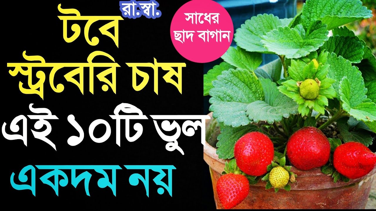 স্ট্রবেরি চাষে এই ১০ টি ভুল একদম করবেন না। 10 Important tips for growing Strawberry in a roof garden