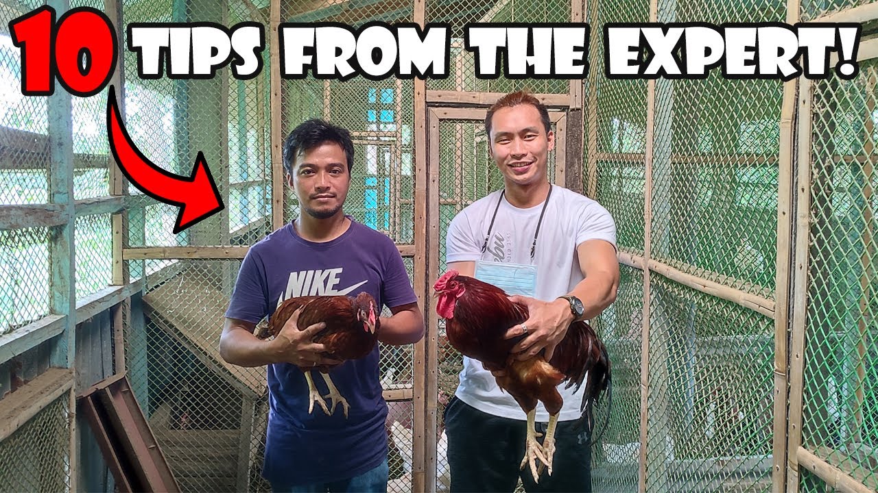 10 Tips sa Free Range Chicken Breeding