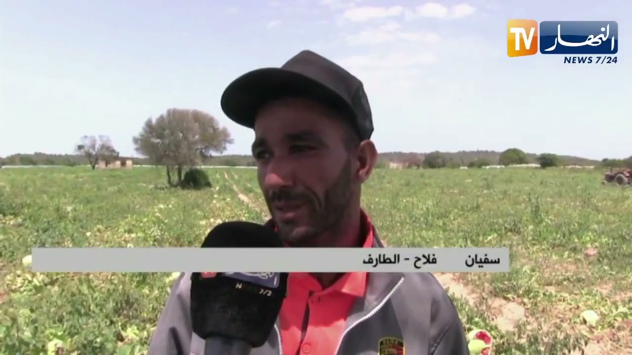 الطارف : إنطلاق عملية جني البطيخ الأحمر وتوقعات بزيادة الإنتاج