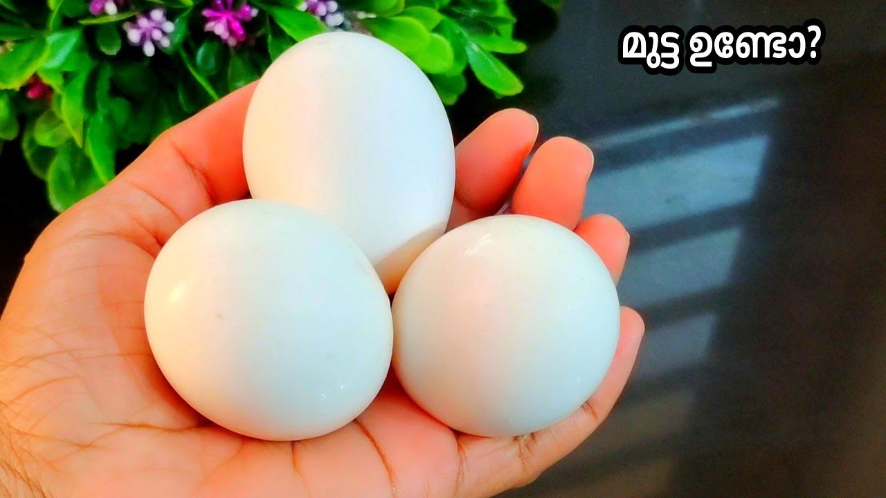 മുട്ട ഉണ്ടോ?😱 അതിശയിക്കും പലഹാരം👍 snacks recipe 👍 Malappuram Vadakkini 