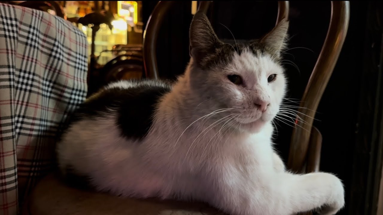 Cats of Istanbul | Relaxing Ambience & City Sounds
