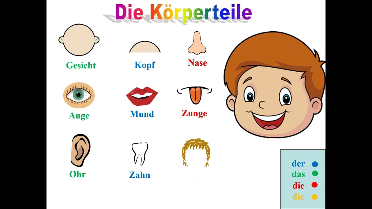 Die körperteile أجزاء الجسم باللغة الألمانية
