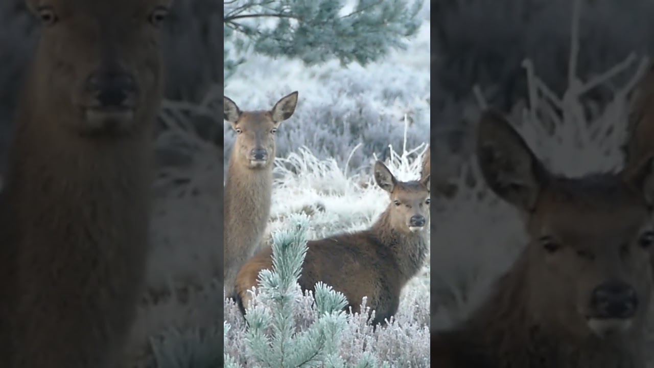4k views #4knaturevideo #4kscenery #shorts #viral