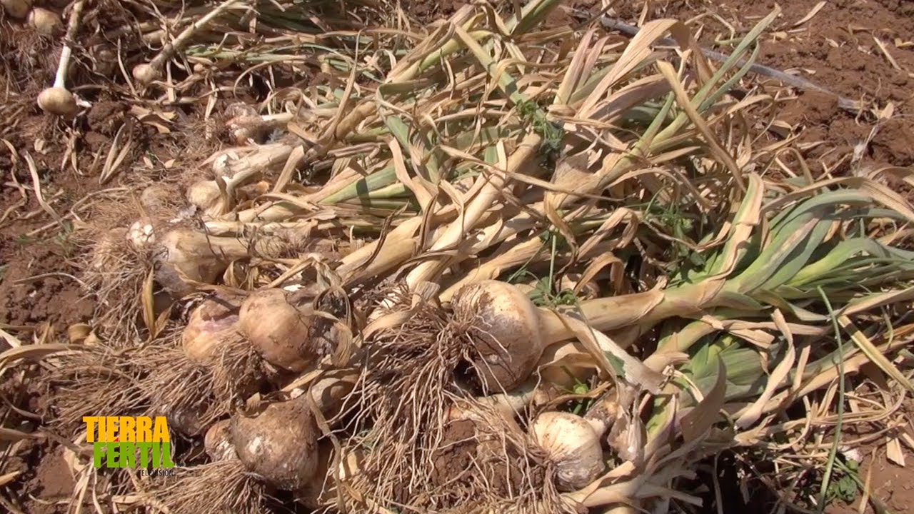 Tierra Fértil Tv-Producción de ajo en Aguascalientes. (26.06.21)