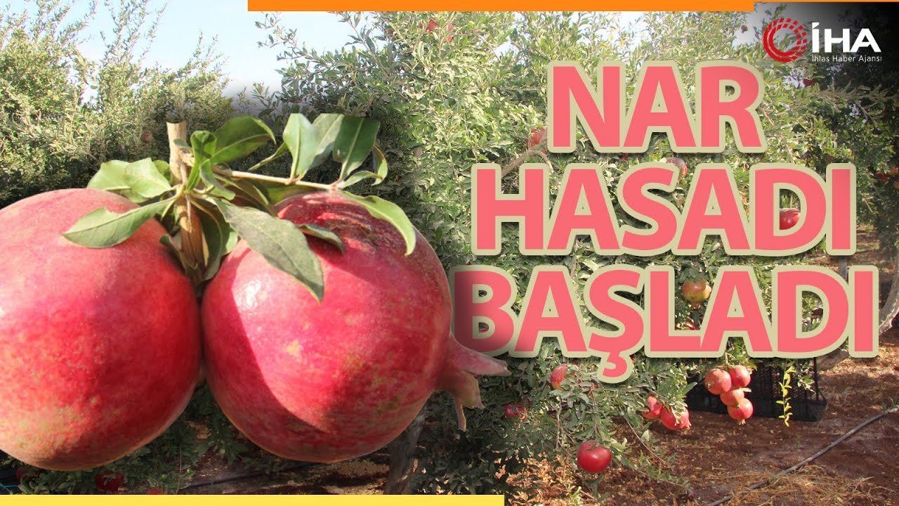 Kilis’te Nar Hasadı Başladı