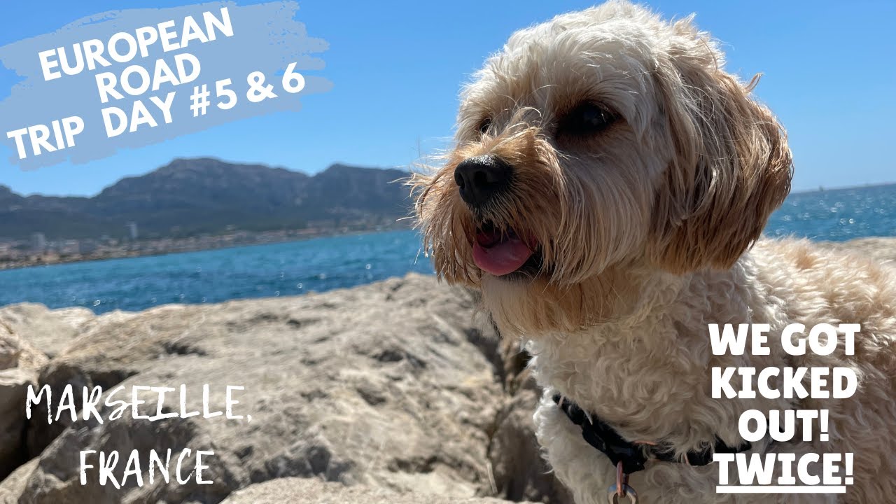 Cavapoo Puppy Gets Kicked out of Two Places on Her Visit to the City of Marseille!