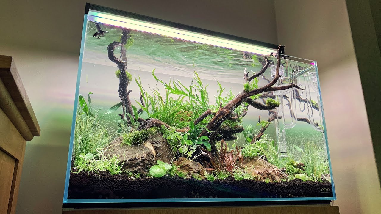 ADA 60P Classic Nature Aquarium Aquascape Step by Step