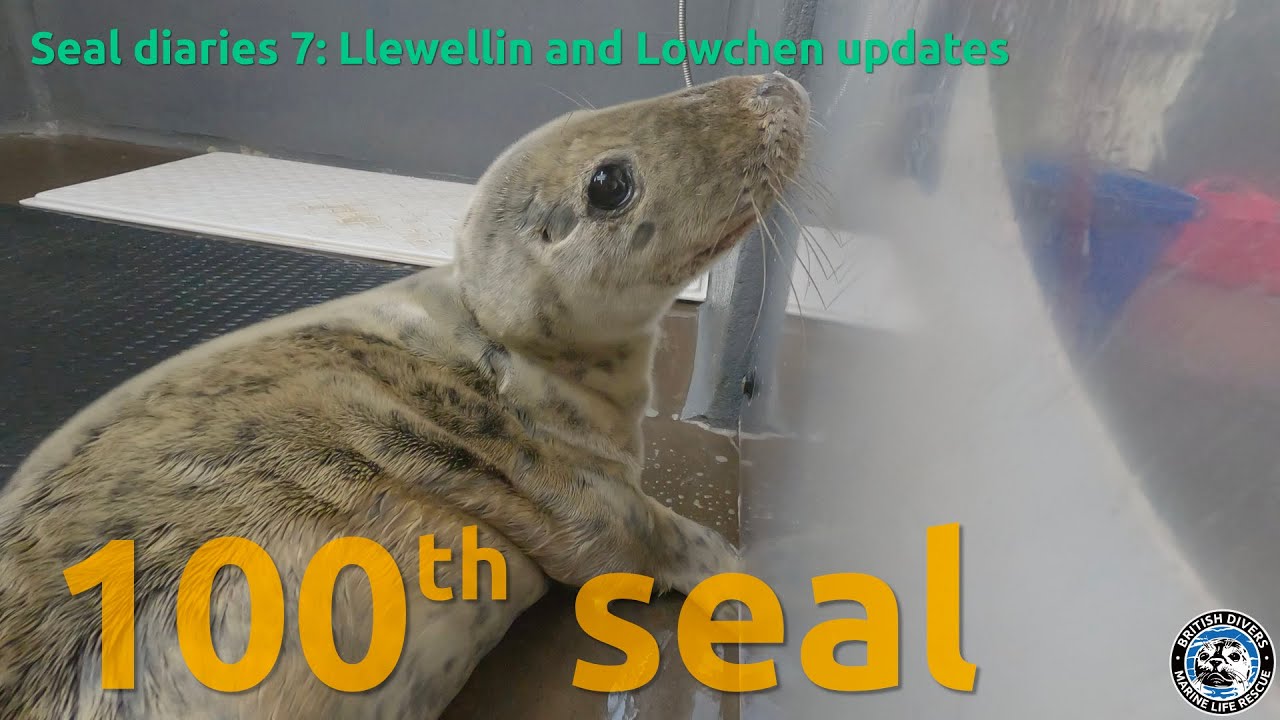 100th seal