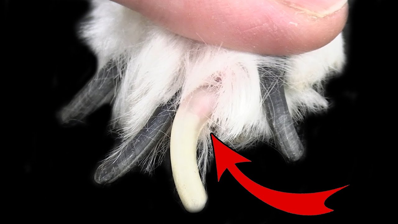 Dog Nail Clipping Technique You MUST KNOW !