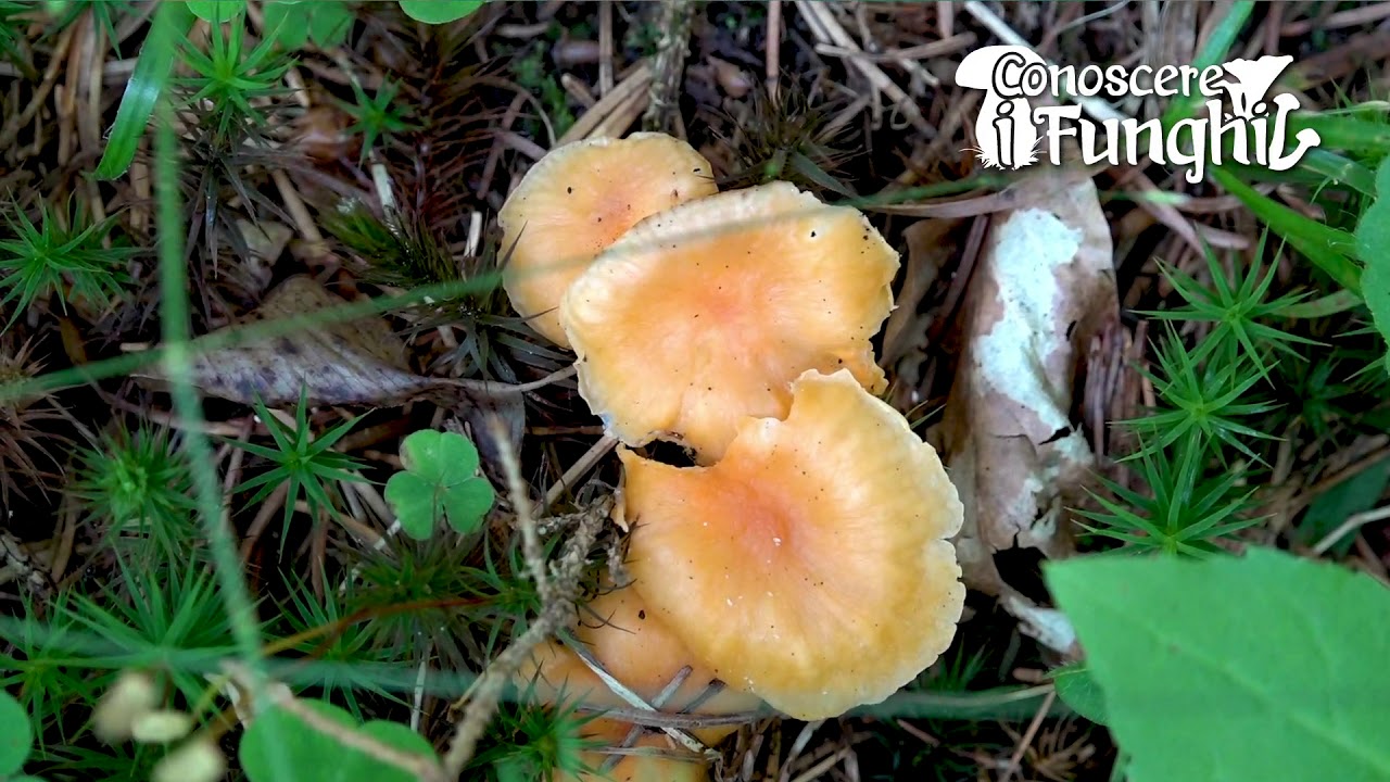 Conoscere i Funghi: Cantharellus friesii [ COMMESTIBILE ]