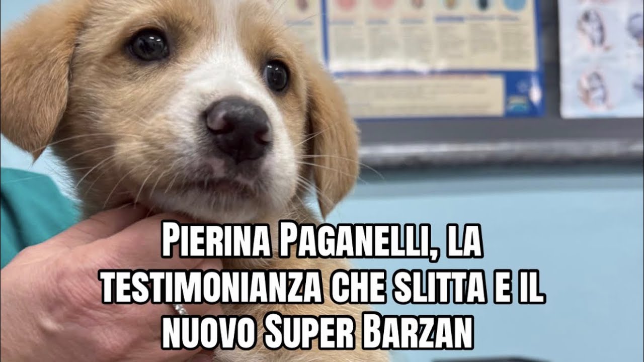 Pierina Paganelli, la testimonianza che slitta e il nuovo Super Barzan 
