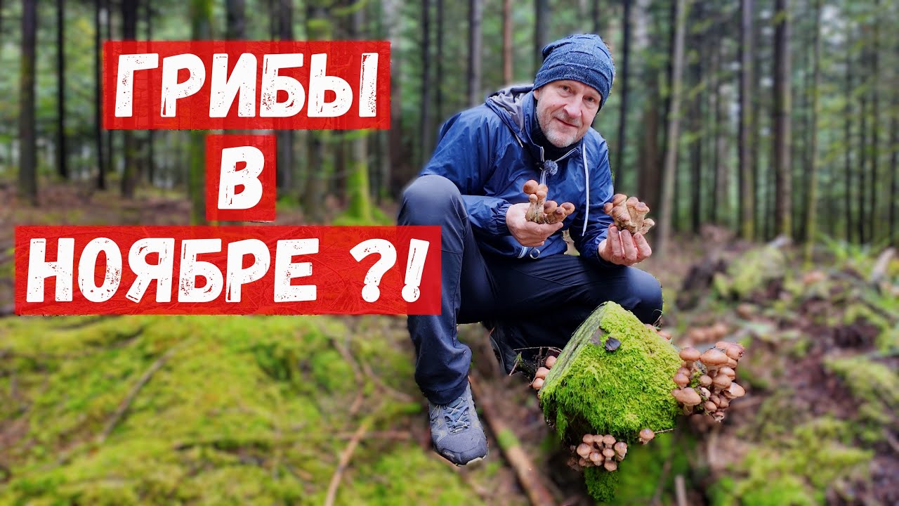 99/ Чих-Пых за грибами. Опят не счесть. Встреча мамы в самом маленьком аэропорту.