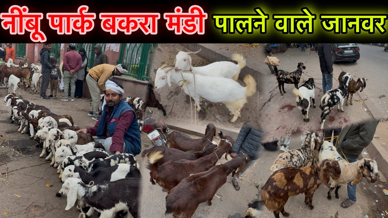 लखनऊ नींबू पार्क बकरा मंडी उत्तर प्रदेश 😍 Sunday Nimbu Park Lucknow Goat Market Update | Ziya Vlogs