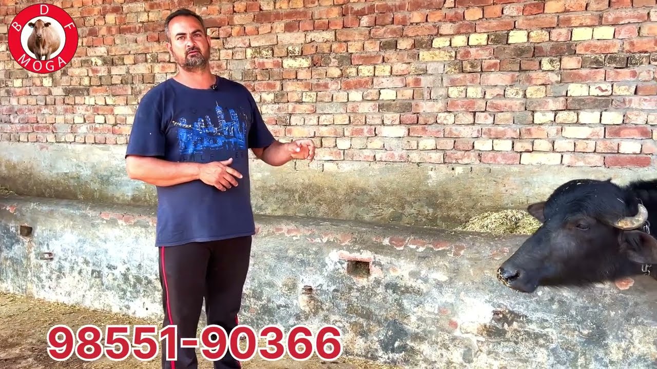 1 ਤੋਕੜ ਵਹਿੜ 🔥1 ਖੀਰੀ ਕੱਟੀ ਵਿਕਾਊ-2 animal for sale 