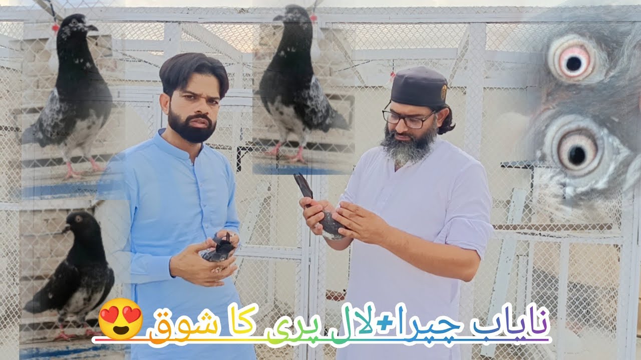@Nayab chapra +laal pari ka shoq😍
