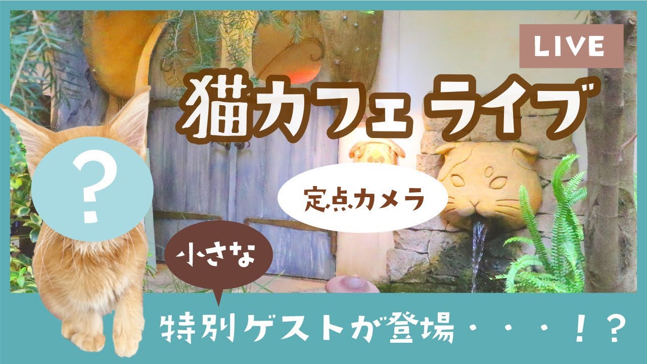 猫カフェまったりライブinてまりのおしろ〜小さな特別ゲストが登場...！？〜