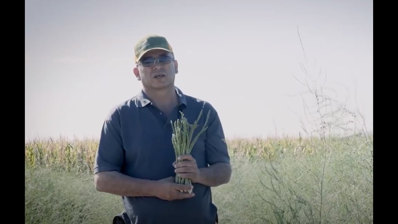 Espárragos, de Chihuahua para el mundo