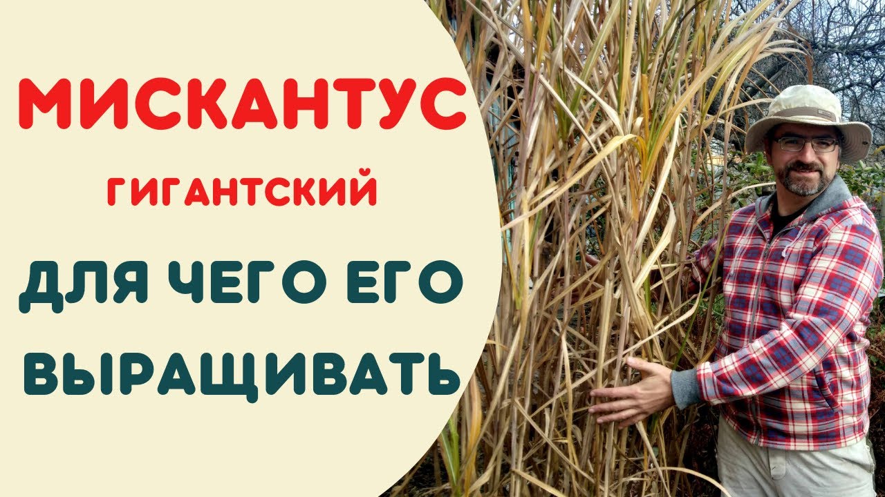 Мискантус гигантский.  Для чего выращивать мискантус.