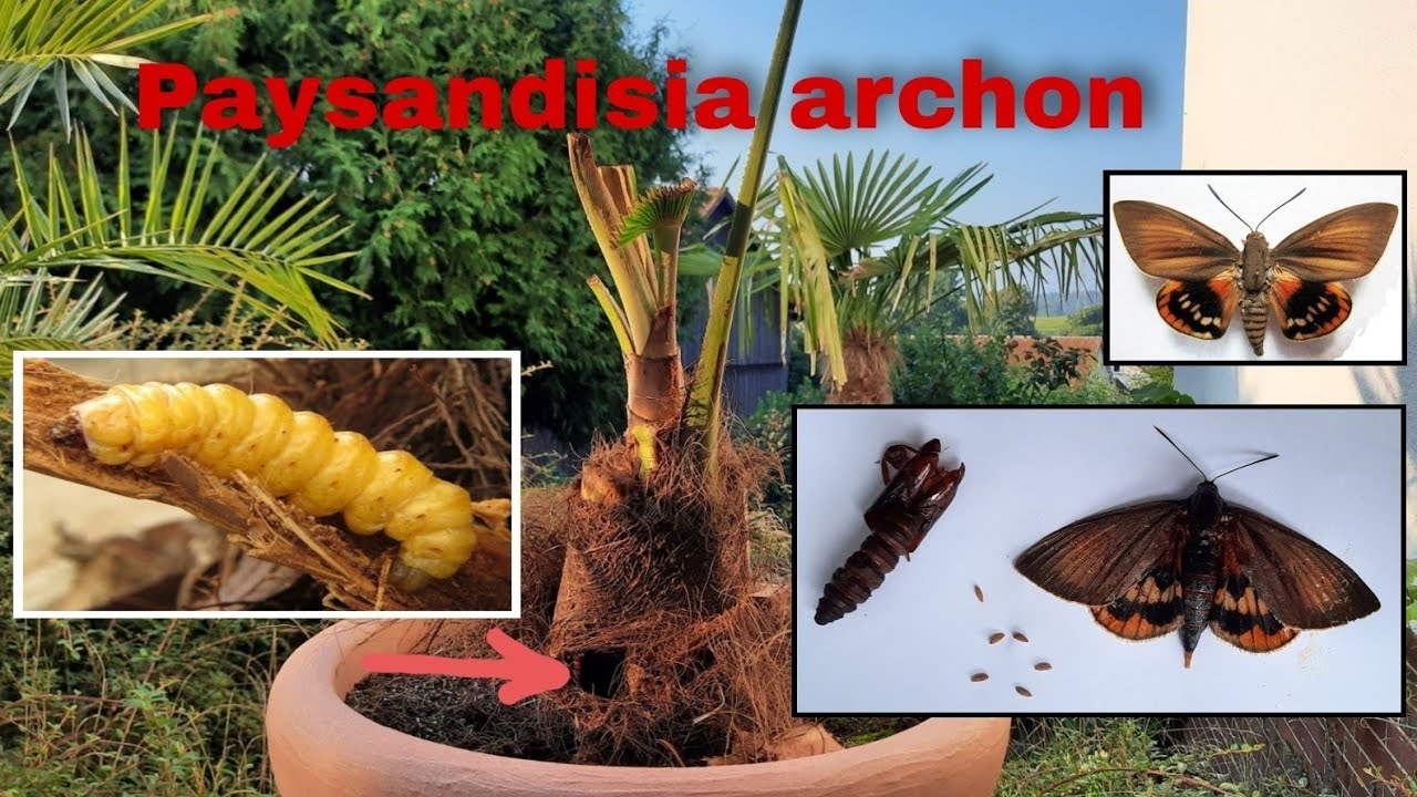 Palmen Schädling, 😭 Palmenmotte, Paysandisia archon, Trachycarpus fortunei, Freilandpalme, Exoten