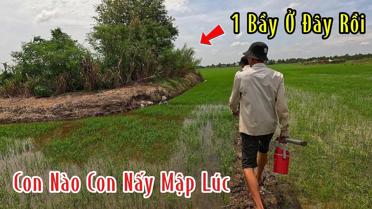 Trúng Mánh 1 Ổ Rắn Con Nào Cũng Mập Ú Bắt Mát Cả Tay | Mười Thương SB